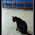 2車站裡的黑貓.jpg