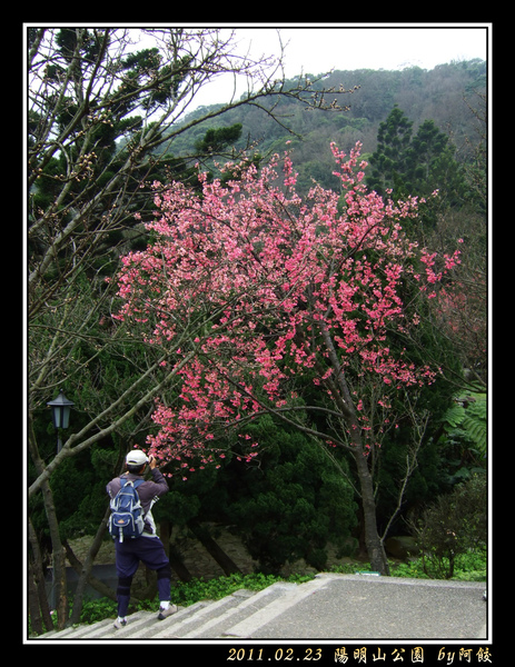 30桃紅粉紅, 一樹雙色 .jpg
