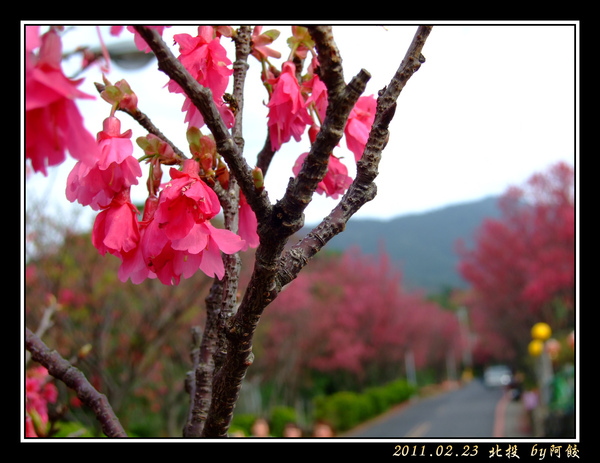 20白宮山莊前的櫻花.jpg
