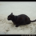 45沙地上的黑貓.jpg