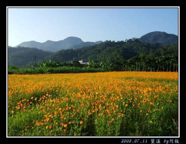 12山腳下的波斯菊.jpg