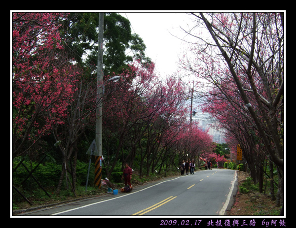 1花只有半開.jpg