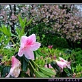 25粉紅杜鵑花.jpg