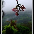 26花苞與雲霧(改).jpg