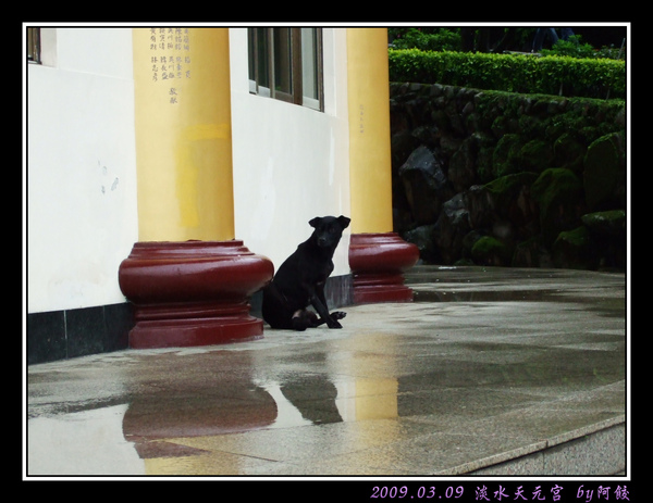28躲雨的黑狗.jpg