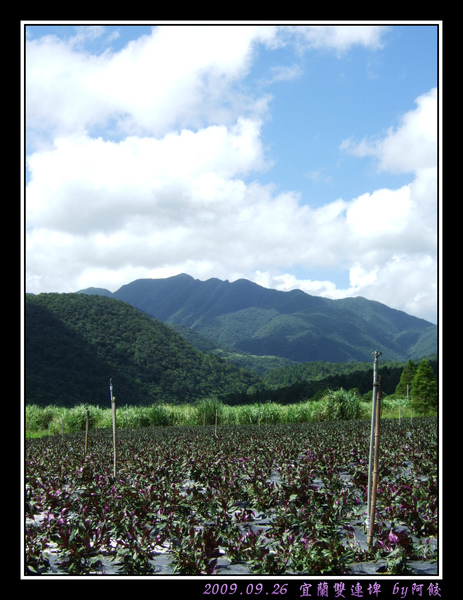 6遠山與紅鳳菜田.jpg