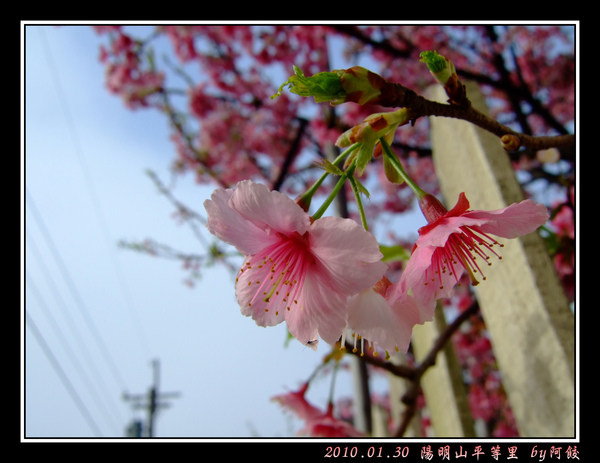 2盛放的櫻花.jpg