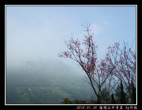 4稀疏的櫻花與薄霧遠山.jpg