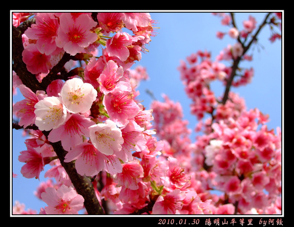 10燦爛非常的櫻花.jpg