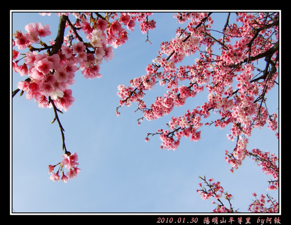 11背對著藍天打招呼的櫻花.jpg