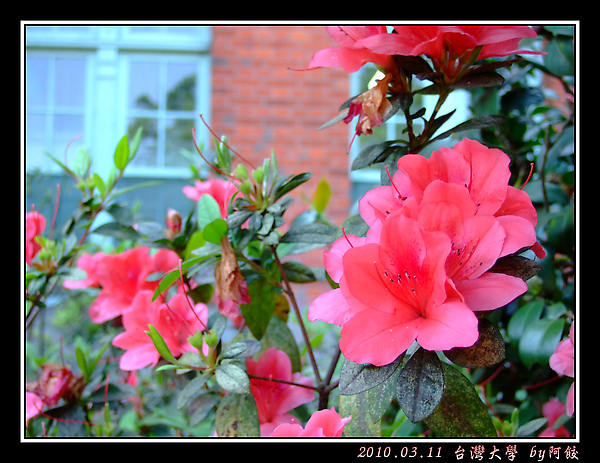 8紅牆綠窗紅杜鵑.jpg