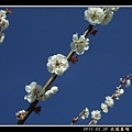 23藍天下的雪白花朵.jpg