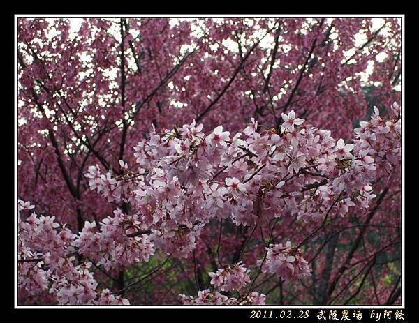 50一整枝滿滿的櫻花.jpg