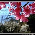 20陽光下的櫻花與其後的梅樹.jpg