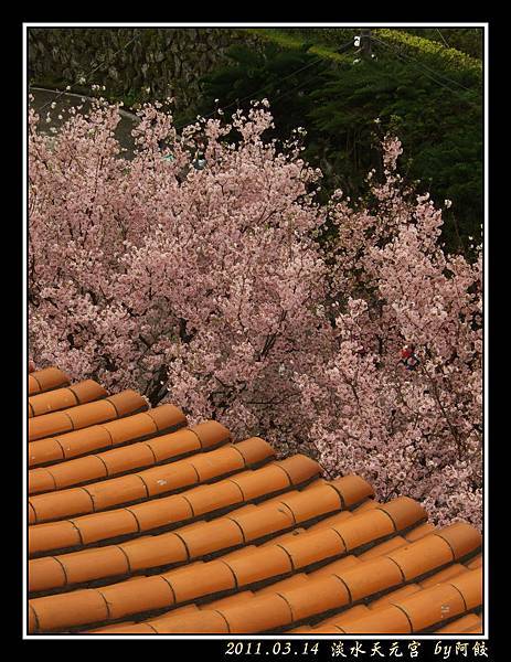 38黃色屋瓦與粉紅櫻花.jpg