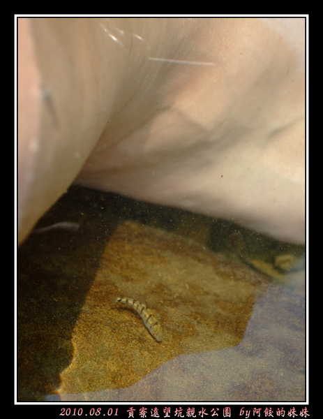 7大腳與溪中小魚(妹).jpg
