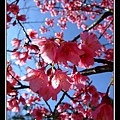 21湛藍天空下的櫻花.jpg
