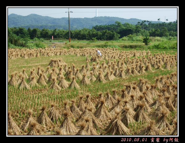 4田裡的稻草堆與農人.jpg