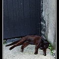 29黑門下的黑貓咪.jpg