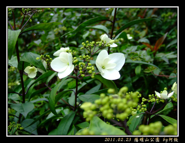 25華八仙前奏響起.jpg