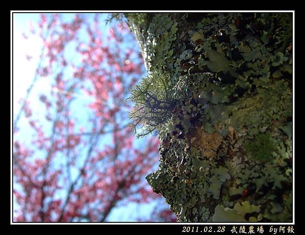 19櫻樹上的某種植物.jpg