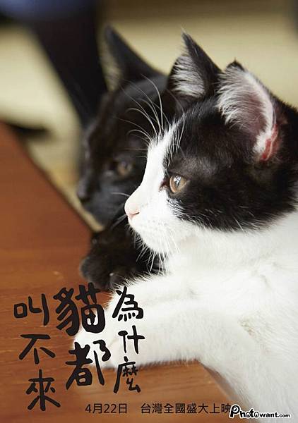 為什麼貓都叫不來.jpg 為什麼貓都叫不來.jpg
