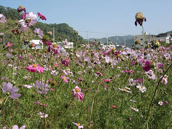 花叢內照片2