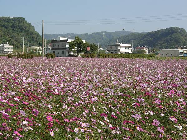 第五區花叢內照片07