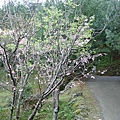 20100215-0099.jpg