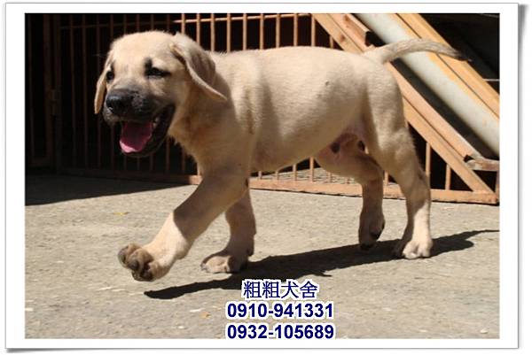 2011.05.17~05.28幼犬~6.jpg