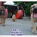 2011.05.17~05.28幼犬~21.jpg