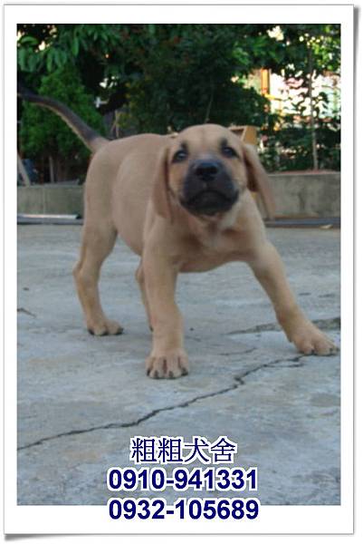 2011.05.17~05.28幼犬~22.jpg