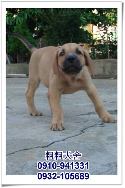 2011.05.28高山犬幼犬~6