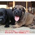 粗粗犬舍2011.8.15~16(高山犬)寶寶~51.jpg