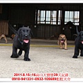 粗粗犬舍2011.8.15~16高山犬寶寶~266.jpg