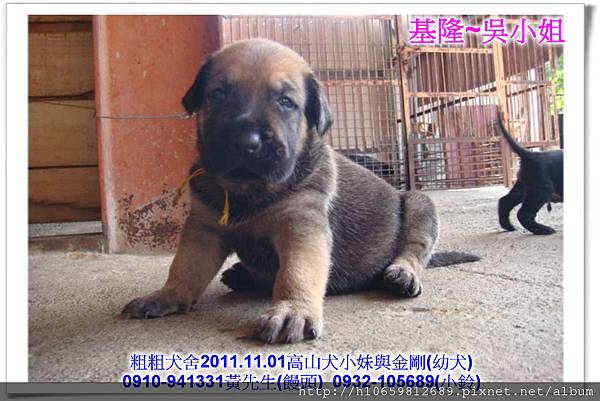 2011.11.1高山犬黑色種母(小妹)第一胎~76.jpg