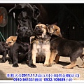 2011.11.1高山犬黑色種母(小妹)第一胎~99.jpg