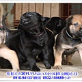 2011.11.1高山犬黑色種母(小妹)第一胎~118.jpg