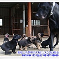 2011.11.1高山犬黑色種母(小妹)第一胎~119.jpg