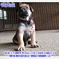 2011.11.1高山犬黑色種母(小妹)第一胎~129.jpg