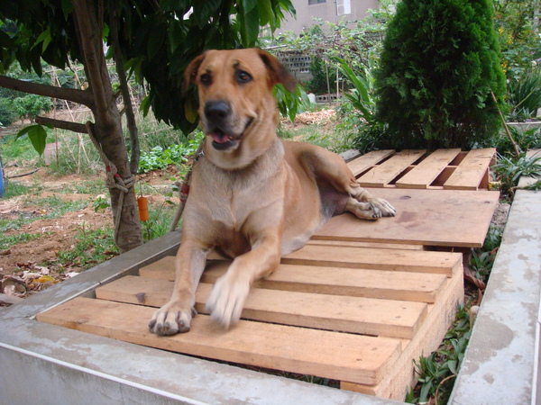 高山犬母犬麻麻(美麗)