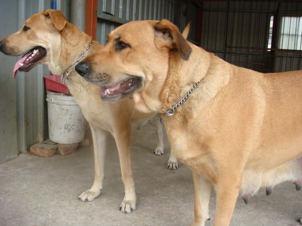 高山犬母犬麻麻(美麗)