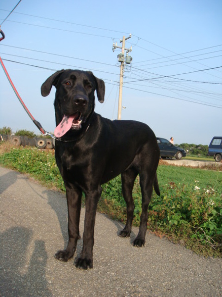 高山犬母犬小姐(妹妹)