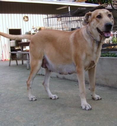 高山犬母犬麻麻(小麗)