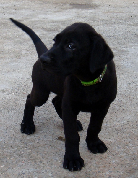 高山犬2009.05.03美麗誕生的高山犬幼犬