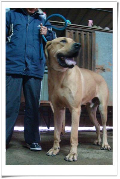 高山犬小麗種公(2011.04.12幼犬)~3.jpg