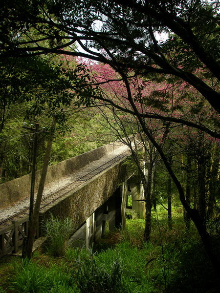 阿里山鐵路橋