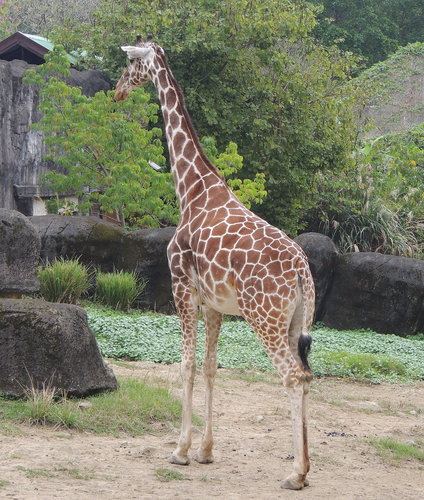 去給動物看