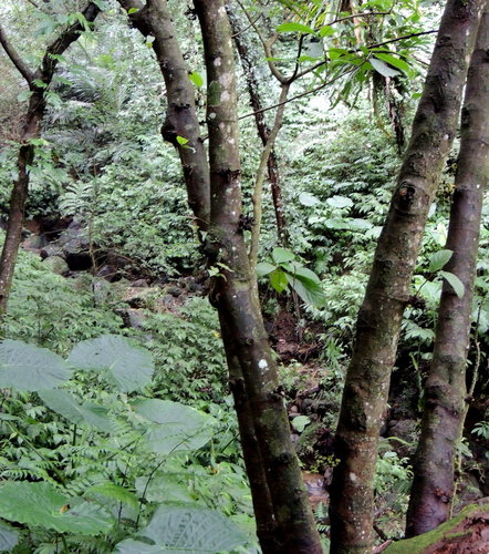 小粗坑古道