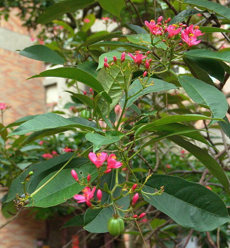 我家花園